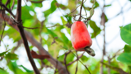 Flawed cashew nut with scars and marks which were caused by diseaseの写真素材