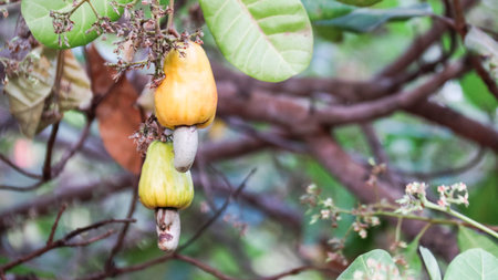 Flawed cashew nut with scars and marks which were caused by diseaseの写真素材