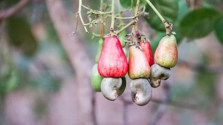 Flawed cashew nut with scars and marks which were caused by diseaseの写真素材