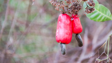 Flawed cashew nut with scars and marks which were caused by diseaseの写真素材