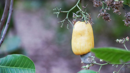 Flawed cashew nut with scars and marks which were caused by diseaseの写真素材