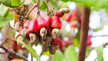 Flawed cashew nut with scars and marks which were caused by diseaseの写真素材