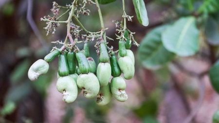Flawed cashew nut with scars and marks which were caused by diseaseの写真素材