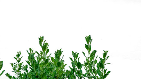 Isolated flowers tree tops with clipping paths on white backgroundの写真素材