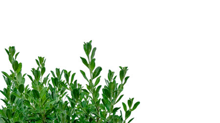Isolated flowers tree tops with clipping paths on white backgroundの写真素材