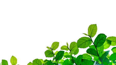 Isolated with clipping paths green tree top leavesの写真素材
