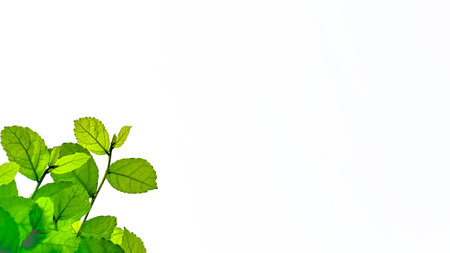 Isolated with clipping paths green tree top leavesの写真素材