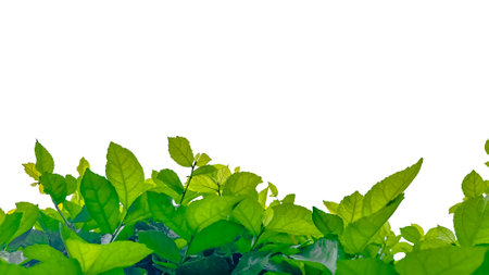Isolated with clipping paths green tree top leavesの写真素材