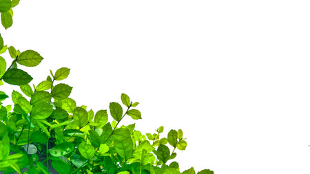 paths green tree top leavesの写真素材