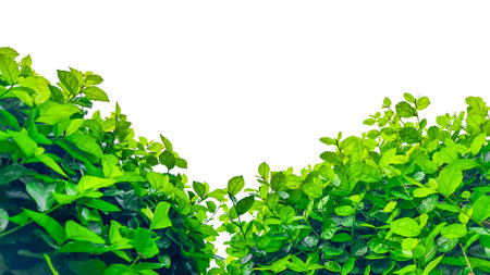 Isolated with clipping paths green tree top leavesの写真素材