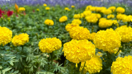 Close up view of Marigolds flowers in local farm gardenの写真素材