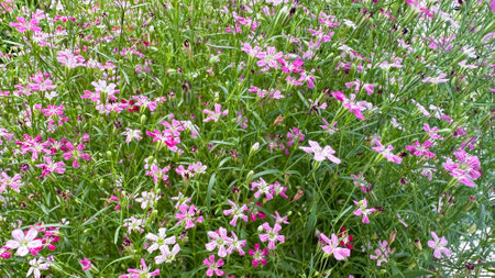 Close up view of Gypsophila flowers in various colorsの写真素材