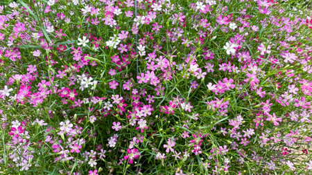 Close up view of Gypsophila flowers in various colorsの写真素材