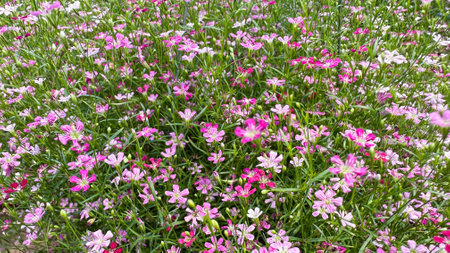 Close up view of Gypsophila flowers in various colorsの写真素材