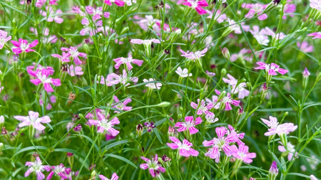 Close up view of Gypsophila flowers in various colorsの写真素材