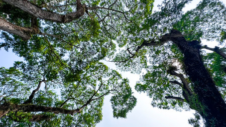 Look up view of tree tops leaves background in a farm gardenの写真素材