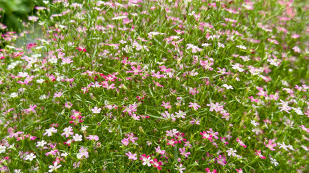 Close up view of Gypsophila flowers in various colorsの写真素材