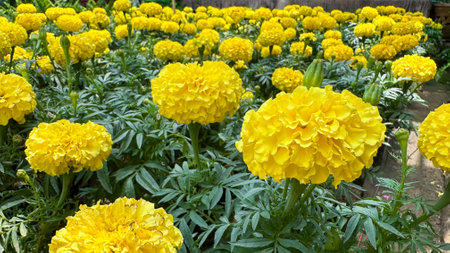 Close up view of Marigolds flowers in local farm gardenの写真素材