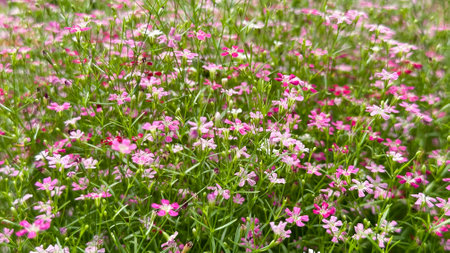 Close up view of Gypsophila flowers in various colorsの写真素材