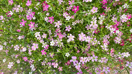 Close up view of Gypsophila flowers in various colorsの写真素材