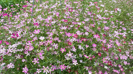 Close up view of Gypsophila flowers in various colorsの写真素材