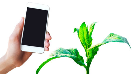 A mobile phone is placed on a picture of a tobacco plant against a white background. This image represents the connection between modern technology and traditional agriculture.の写真素材