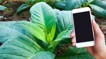 A mobile phone is placed on a picture of a tobacco plant. This image represents the connection between modern technology and traditional agriculture.の写真素材