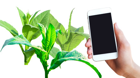 A mobile phone is placed on a picture of a tobacco plant against a white background. This image represents the connection between modern technology and traditional agriculture.の写真素材