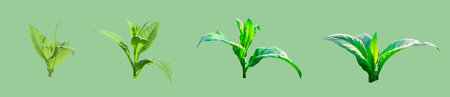 A cut-out image of a tobacco plants with clipping paths is set against a green background. The vibrant green of the background contrasts with the depiction of the tobacco plant.の写真素材