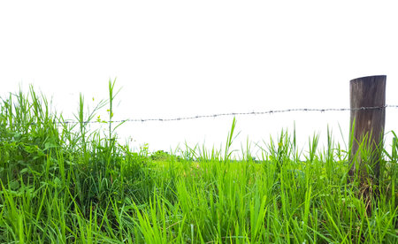 A vibrant cluster of grass with wooden stakes and a wire fence in the background. The scene is set against a clear blue sky, creating a serene and picturesque rural landscape.の写真素材