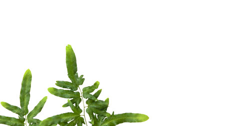 Features of beautifully detailed cut-out of green leaves on a white background. The leaf, with its vibrant green hues and intricate vein patterns, stands out sharply against white backdrop.の写真素材