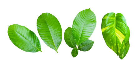 Feature image of a beautifully detailed cut-out of green leaves with clipping paths on a white background.の写真素材