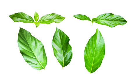 Feature image of a beautifully detailed cut-out of green leaves with clipping paths on a white background.の写真素材