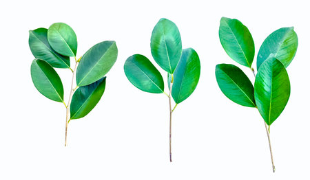 Feature image of a beautifully detailed cut-out of green leaves with clipping paths on a white background.の写真素材