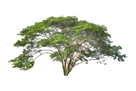 A cut-out of a tree on a white background with clipping paths. The detailed structure and lush foliage are highlighted, emphasizing the tree's natural beauty and form.の写真素材