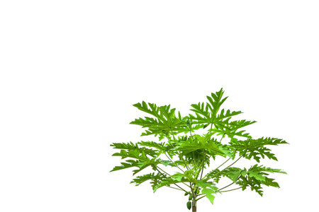 A cut-out of a papaya tree on a white background with clipping paths. The detailed structure, lush green leaves, showcasing the natural beauty and tropical essence.の写真素材