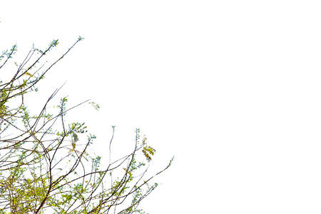 A cut-out of a tree branch tip on a white background. The fresh green leaves and delicate structure are highlighted by the clear and precise edges of the clipping path.の写真素材