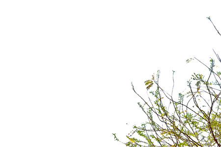 A cut-out of a tree branch tip on a white background. The fresh green leaves and delicate structure are highlighted by the clear and precise edges of the clipping path.の写真素材