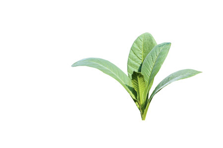 A cut-out of a tobacco leaf on a white background with clipping paths. The image emphasizes the leaf's texture and details, suitable for anti-tobacco campaigns and health awareness.の写真素材