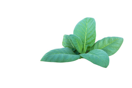 A cut-out of a tobacco leaf on a white background with clipping paths. The image emphasizes the leaf's texture and details, suitable for anti-tobacco campaigns and health awareness.の写真素材
