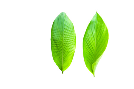 A cut-out of a turmeric leaf on a white background with clipping paths. The vibrant green color and detailed veins of the leaf are clearly visible, showcasing its natural beauty and texture.の写真素材
