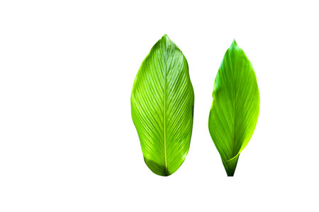 A cut-out of a turmeric leaf on a white background with clipping paths. The vibrant green color and detailed veins of the leaf are clearly visible, showcasing its natural beauty and texture.の写真素材