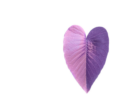 A cut-out of purple leaf on a white background with clipping paths. The detailed structure and lush...