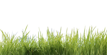 A cut-out of a clump of green tall grass on a white background with clipping paths. The detailed blades and natural texture are clearly visible beauty of nature.の写真素材