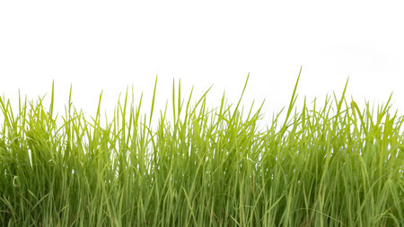 A cut-out of a clump of green tall grass on a white background with clipping paths. The detailed blades and natural texture are clearly visible beauty of nature.の写真素材