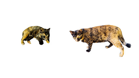 A cut-out of a tabby cat on a white background with clipping paths. The detailed fur pattern and expressive eyes of the cat are highlighted, showcasing its natural beauty and charm.の写真素材