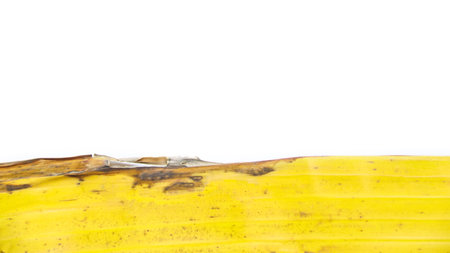 A close-up isolated photograph of a yellowing banana leaf, nearly dry, on a white background. The intricate details and texture of the leaf's veins emphasizes the beauty of nature.の写真素材