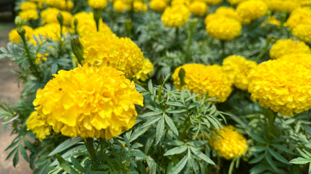 Close up view of Marigolds flowers in local farm gardenの写真素材