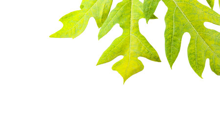 A papaya leaf isolated on a white background. The intricate details of the leaf's structure and vibrant green color are clearly visible, showcasing its natural beauty and unique shape.の写真素材