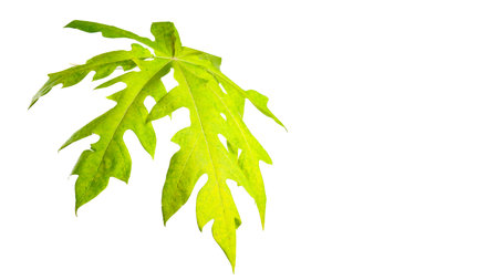 A papaya leaf isolated on a white background. The intricate details of the leaf's structure and vibrant green color are clearly visible, showcasing its natural beauty and unique shape.の写真素材
